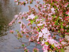 -海棠花溪(元大都城垣遗址公园)