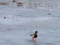 -朝阳公园