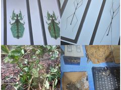 -上海昆虫博物馆