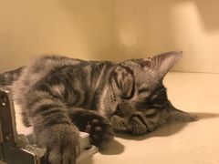 -十年猫舍·猫咪专门店(普陀店)