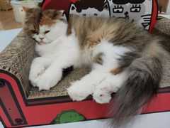 -COLOR PETS 撸猫馆·购猫·猫咖(长风大悦城店)