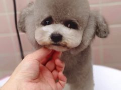-FAELING PETS美天灵宠物(富力广场店)