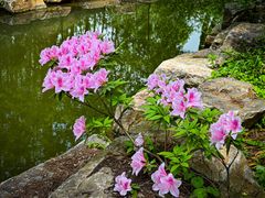 -上海共青森林公园