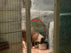 -猫咪博物馆(顶澳仔猫街店)
