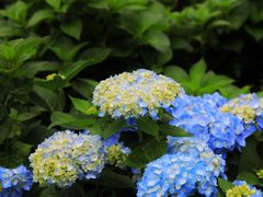 -上海共青森林公园