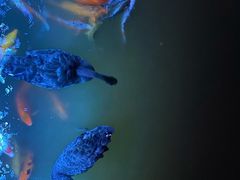 -春晖园度假酒店温泉