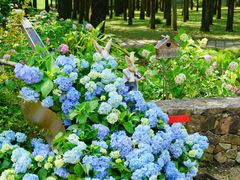 -上海共青森林公园