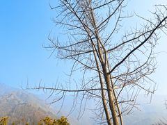 -卧龙中华大熊猫苑神树坪基地