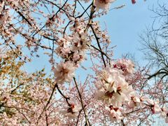 -桃花堤公园