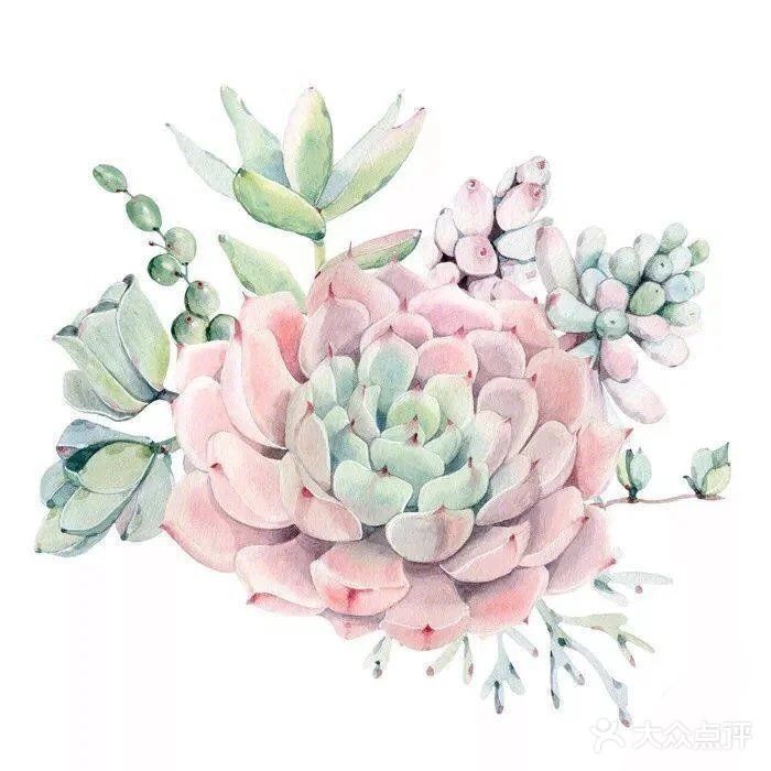 长在画里的多肉[调皮]