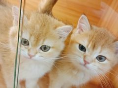 -猫十亿·布偶金渐层·曼基康矮脚猫舍(青年路店)