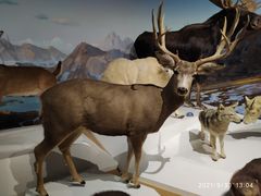 -陕西自然博物馆