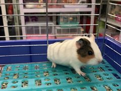 -钓仓鼠(洋桥北里小区店)