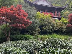 -十八棵（老龙井）御茶园(老龙井店)