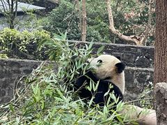 -都江堰中华大熊猫苑