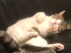 -猫宠乐园·专业洗护