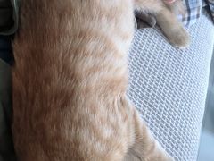 -pd派德宠物中心医院24H急重症·眼科中心·血液透析中心(嵩山北路店)