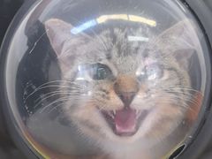 -爱妮康宠物医院·干细胞免疫细胞·肿瘤·心脏(张江店)