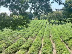 -敬亭山风景名胜区