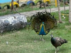 -合肥滨湖国家森林公园