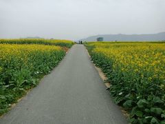 -光明小镇欢乐田园