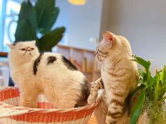 -Cappucimeow猫咪咖啡馆(韦伯时代店)
