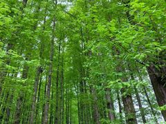 -山王坪喀斯特国家生态公园