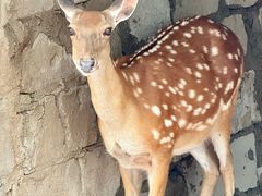 -丽泽山庄·生态怀柔菜·虹鳟鱼(红螺寺店)