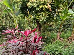 -呀路古热带植物园