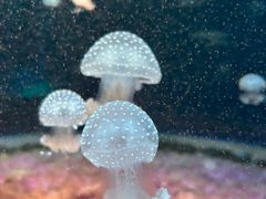 -欢乐海岸海洋奇梦馆