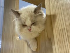 -屋虎猫馆(宝安大仟里店)