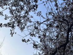 -绵阳人民公园(涪城区)