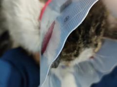 -佳怡动物医院·平价24小时·猫专科骨外科