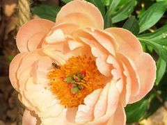 -上海鲜花港