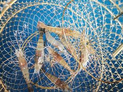 -SHRIMP CLUB万东餐饮钓虾·清吧