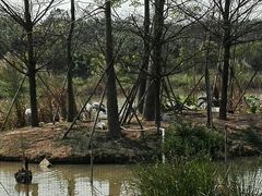 -南沙水鸟世界生态园