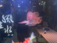 -邵年鸽(杨庄店)
