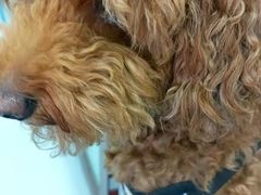 -佳怡动物医院·平价24小时·猫专科骨外科