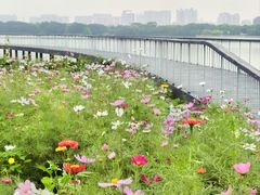 -海珠湖公园