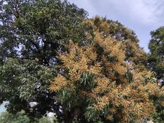 -广州中山纪念堂