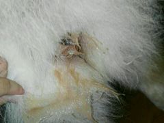 -瑞派动物医院·猫专科·至诚(江南中分院)