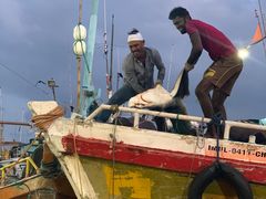 -尼甘布海鲜市场