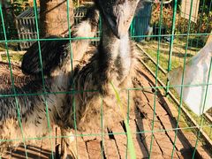 -西双版纳融创皇冠假日度假酒店