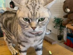 -平行世界·猫咖(首经贸店)