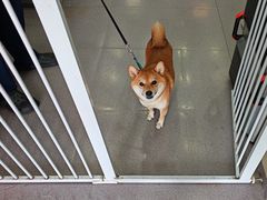 -瑞派宠物医院·犬猫全科·猫友好(宾水西道店)