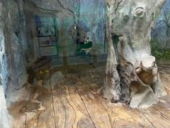 -深圳野生动物园