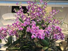 -新加坡文华东方酒店