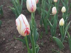 -长春公园(普阳街道)