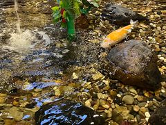 -丰圆轩粤式茶楼 . 点心粤菜(夏茅店)