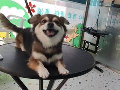 -暖阳宠物医院·犬猫康复中心·骨科